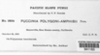 Puccinia polygoni-amphibii image